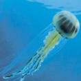 /album/meduzy/a101999-jpg/