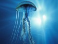 /album/meduzy/electricjellyfish-641301-jpeg/