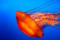 /album/meduzy/meduzy-1-jpg/