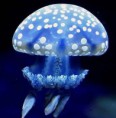 /album/meduzy/meduzy-2-1-jpg/