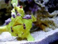 /album/ostatne/a40142warty-jpg-jpg/